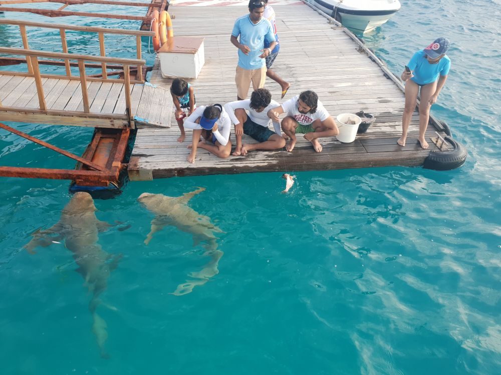 Lagoon View Maldives